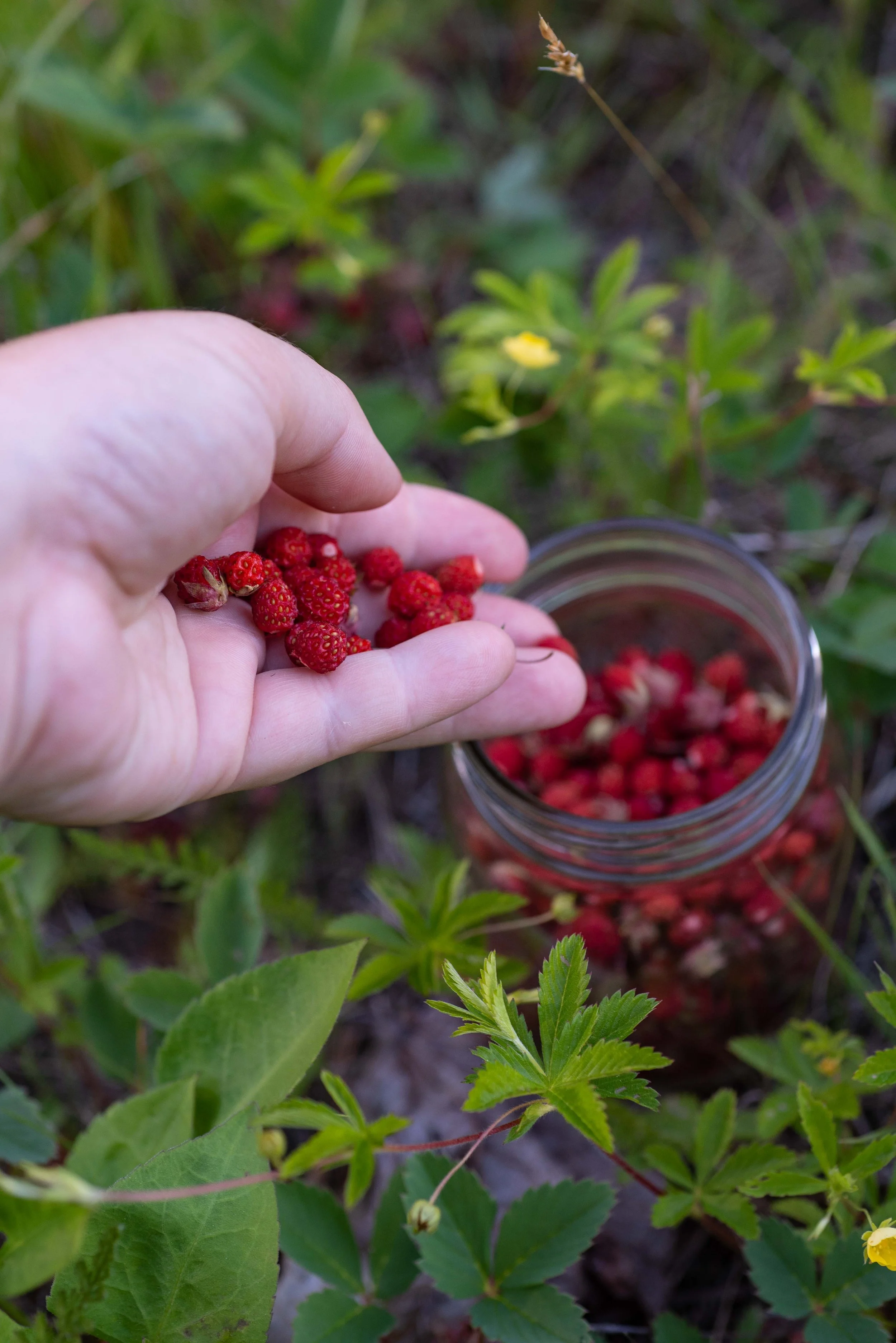 Foraging Wild Strawberries — Kelsey Kobik